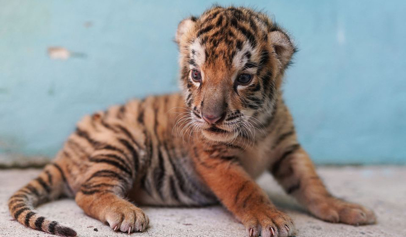 Bengal tiger cub
